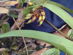 Maxillaria densa
