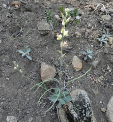 Streptanthus bernardinus