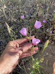 Clarkia dudleyana