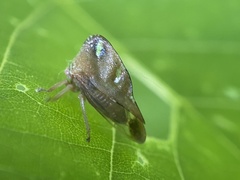 Smilia camelus