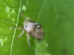 Smilia camelus