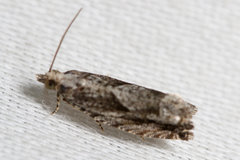 Gretchena delicatana