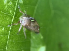 Smilia camelus