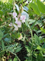 Lathyrus jepsonii californicus