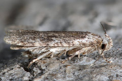 Agonopterix curvilineella