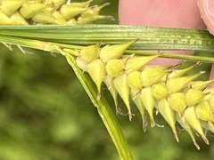 Carex trichocarpa