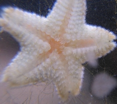 Aquilonastra