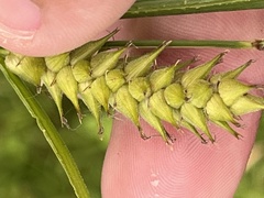Carex trichocarpa