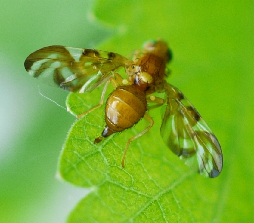 Parsnip Leaf Miner