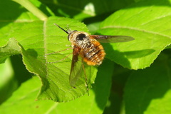 Bombylius mexicanus