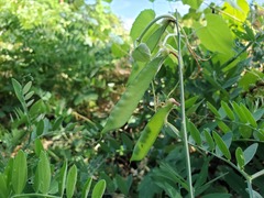 Lathyrus jepsonii californicus