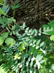Lathyrus jepsonii californicus