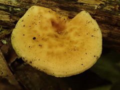 Bresadolia craterella