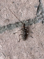 Monochamus titillator