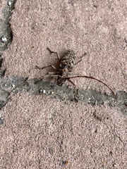 Monochamus titillator