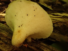 Bresadolia craterella