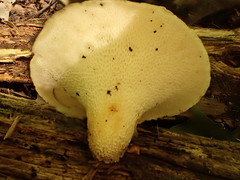 Bresadolia craterella