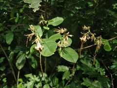 Strophanthus