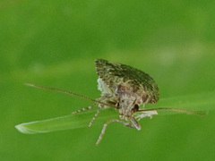 Agonopterix hypericella
