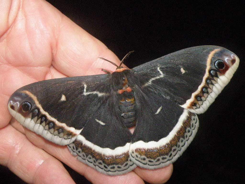 Eupackardia