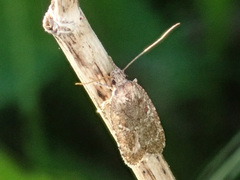 Agonopterix hypericella