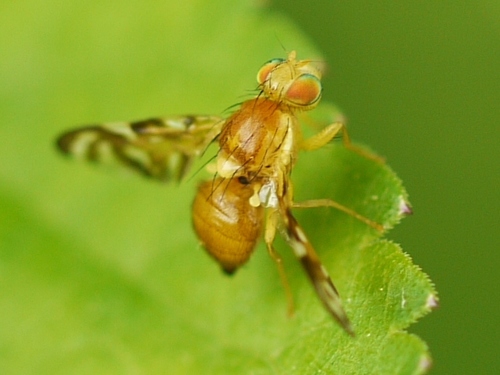 Euleia fratria (Loew, 1862)