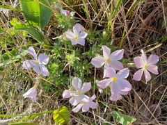 Phlox alyssifolia