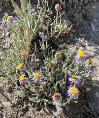 Erigeron clokeyi