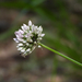 Allium macrostemon - Photo (c) Chuangzao, μερικά δικαιώματα διατηρούνται (CC BY-NC), uploaded by Chuangzao