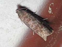 Grapholita funebrana