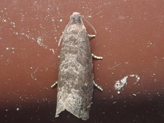 Grapholita funebrana