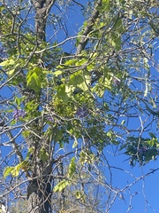 Solanum seaforthianum