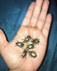 Chrysina resplendens