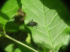 Chalcosyrphus chalybeus