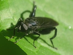 Chalcosyrphus chalybeus