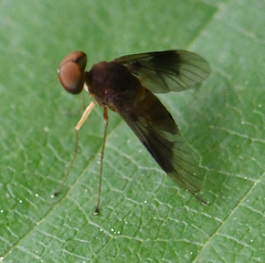 Chrysopilus quadratus