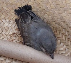 Tyrannus vociferans