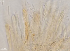 Trichopeziza mollissima