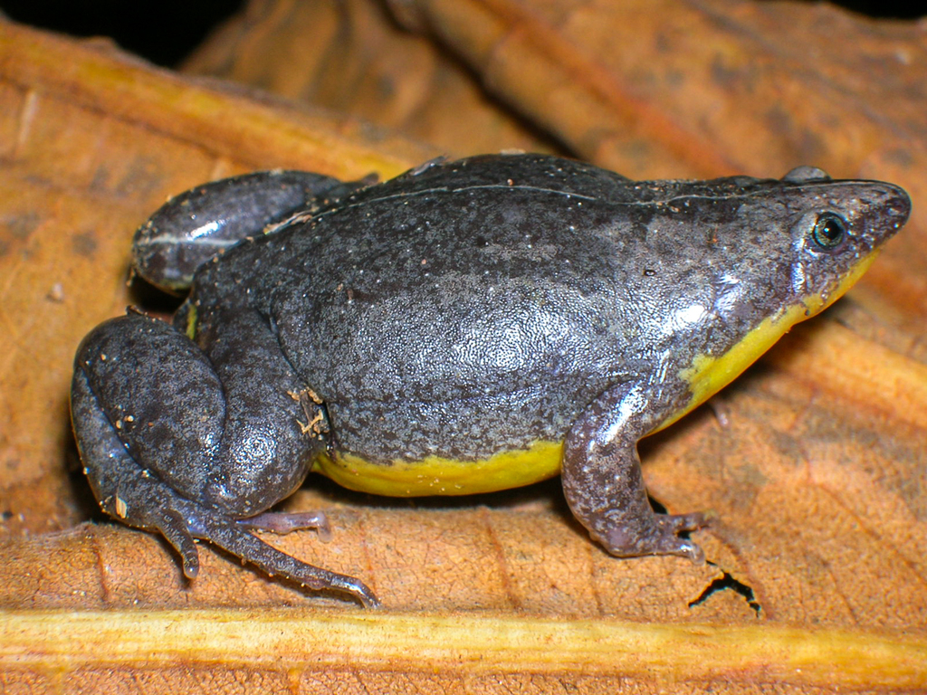 Acre's Oval Frog