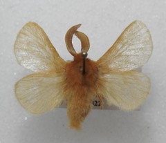 Megalopyge pyxidifera