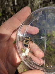 Bombus sandersoni