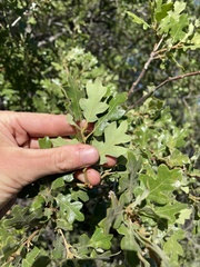 Quercus garryana semota