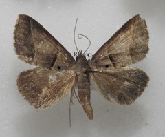 Ptichodis herbarum