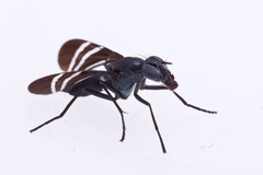 Tritoxa flexa