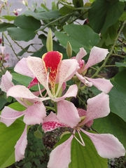 Bauhinia monandra