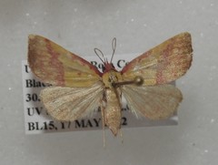 Phytometra rhodarialis