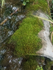 Ulota crispa