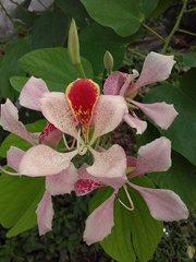 Bauhinia monandra