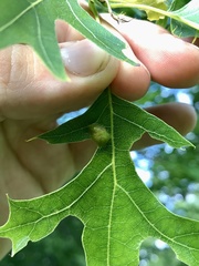 Callirhytis favosa