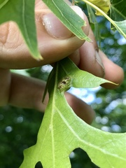 Callirhytis favosa